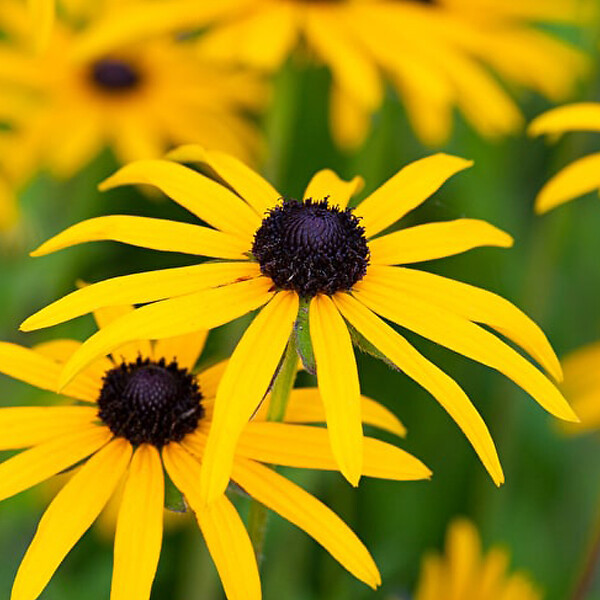 ARBORIX - 6 x Rudbeckia fulgida deammi - Rudbeckia fulgida deamii  - godet 9cm x 9cm - large