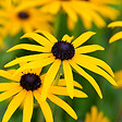ARBORIX - 6 x Rudbeckia fulgida deammi - Rudbeckia fulgida deamii  - godet 9cm x 9cm - vignette