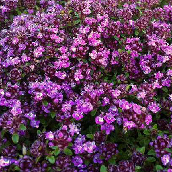 ARBORIX - 6 x Thym précoce 'Coccineus' - Thymus praecox 'Coccineus'  - godet 9cm x 9cm - large