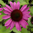 ARBORIX - 6 x Rudbeckia pourpre 'Little Magnus'® - Echinacea purpurea 'Little Magnus'®  - godet 9cm x 9cm - vignette