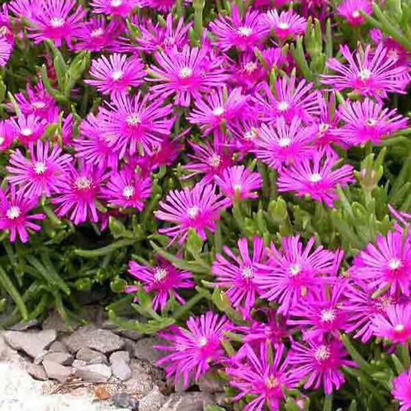 ARBORIX - 6 x Pourpier de Cooper - Delosperma cooperi  - godet 9cm x 9cm - large