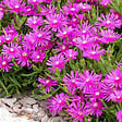 ARBORIX - 6 x Pourpier de Cooper - Delosperma cooperi  - godet 9cm x 9cm - vignette