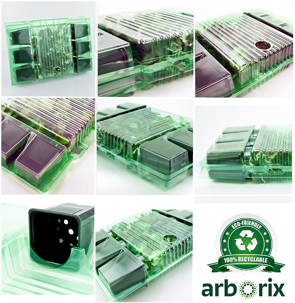 ARBORIX - 6 x Soleil vivace - Helianthus 'Atrorubens'  - godet 9cm x 9cm - large