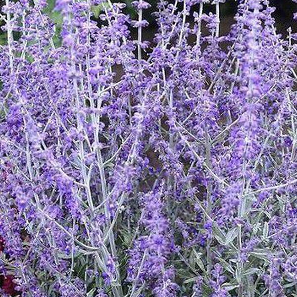 ARBORIX - 2 x Sauge d'Afghanistan 'Little Spire' - Perovskia atriplicifolia 'Little Spire'  - 30-40 cm pot - large
