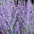 ARBORIX - 2 x Sauge d'Afghanistan 'Little Spire' - Perovskia atriplicifolia 'Little Spire'  - 30-40 cm pot - vignette