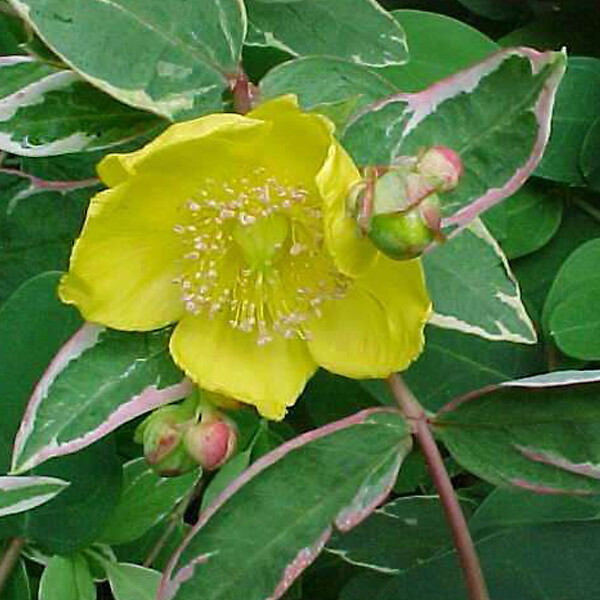 ARBORIX - 2 x Millepertuis moserianum 'Tricolor' - Hypericum moserianum 'Tricolor'  - 25-30 cm pot - large