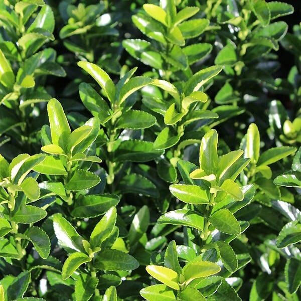 ARBORIX - 2 x Fusain du Japon 'Microphyllus' - Euonymus japonicus microphyllus  - 20-30 cm pot - large