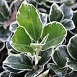 ARBORIX - 2 x Fusain du Japon 'Kathy' - Euonymus japonicus 'Kathy'  - 20-30 cm pot - vignette