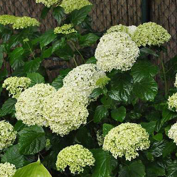 ARBORIX - 2 x Hortensia de Virginie 'Annabelle' - Hydrangea 'Annabelle'  - 30-50 cm pot - large