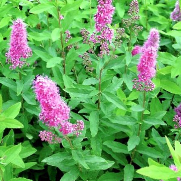 ARBORIX - 2 x Spirée billardii - Spiraea billiardii  - 40-60 cm pot - large