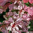 ARBORIX - 2 x Épine-vinette à feuilles 'Rose Glow' - Berberis Thunbergii 'Rose Glow'  - 30-40 cm pot - vignette