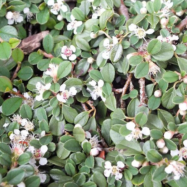 ARBORIX - 2 x Cotonéaster à petites feuilles 'Streib's Findling' - Cotoneaster Procumbens 'Streib'S Findling'  - 30-40 cm pot - large
