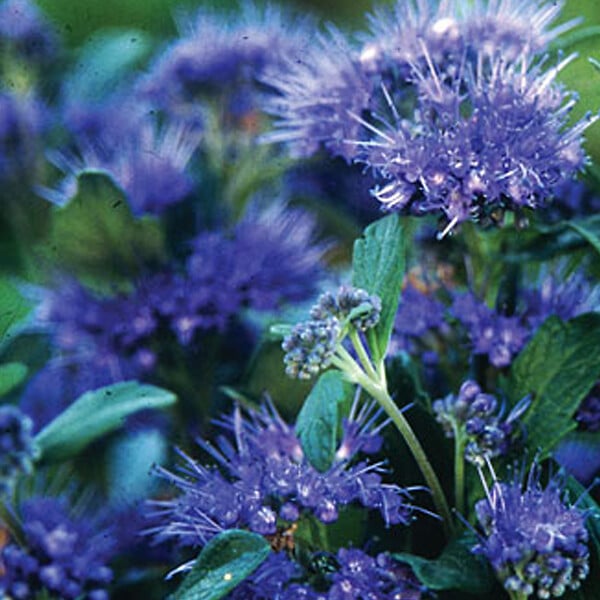 ARBORIX - 2 x Barbe-bleue - Caryopteris clandonensis 'Grand Bleu'  - 30-40 cm pot - large