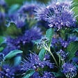 ARBORIX - 2 x Barbe-bleue - Caryopteris clandonensis 'Grand Bleu'  - 30-40 cm pot - vignette