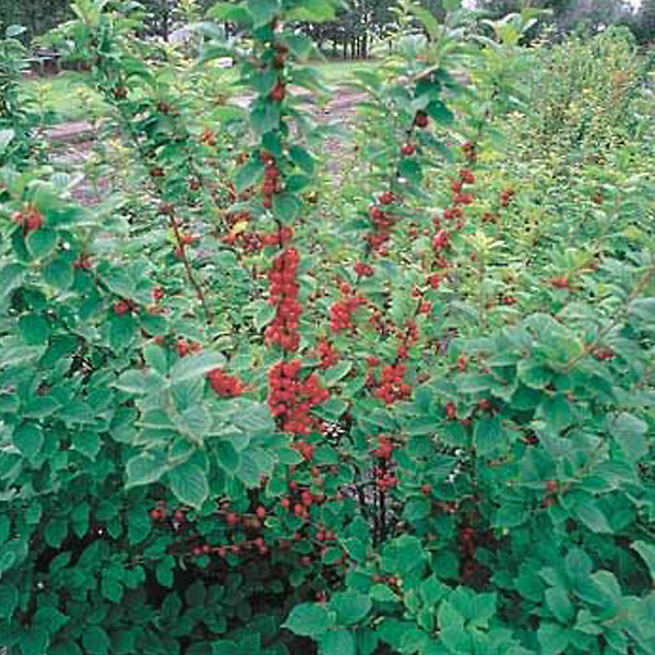 ARBORIX - 2 x Cerisier de Nankin - Prunus tomentosa  - 25-30 cm pot - large