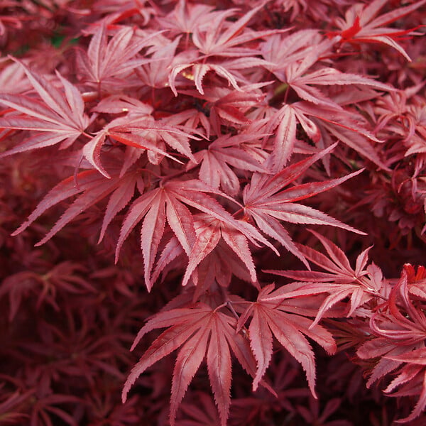 ARBORIX - Érable du Japon 'Bloodgood' - Acer Palmatum 'Bloodgood'  - 50-60 cm pot - large