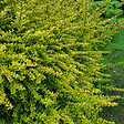 ARBORIX - 2 x Chèvrefeuille luisant - Lonicera nitida 'Baggesen's Gold'  - 20-25 cm pot - vignette