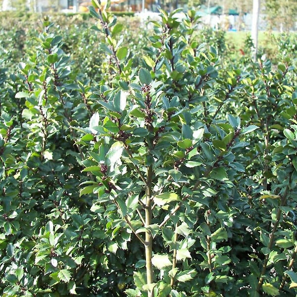 ARBORIX - 2 x Houx 'Blue Prince' - Ilex Meserveae 'Blue Prince'  - 40-60 cm pot - large