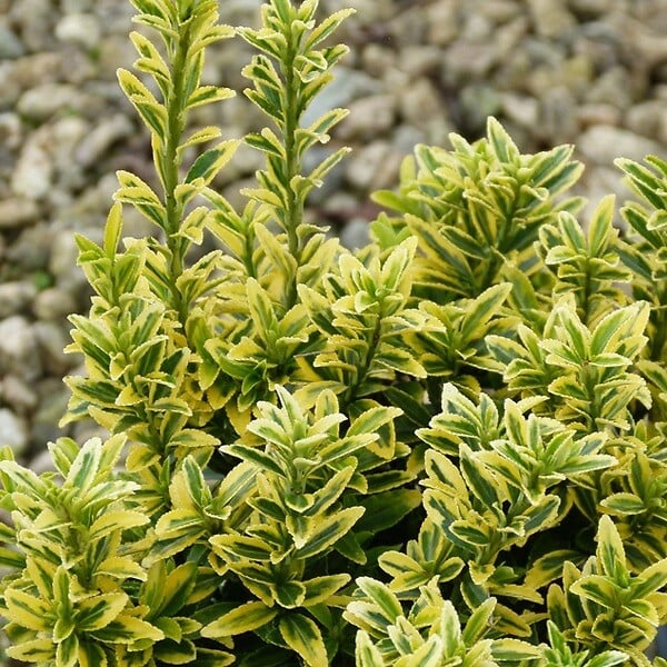 ARBORIX - 2 x Fusain du Japon - Euonymus japonicus microphyllus 'Aureovariegatus'  - 20-30 cm pot - large