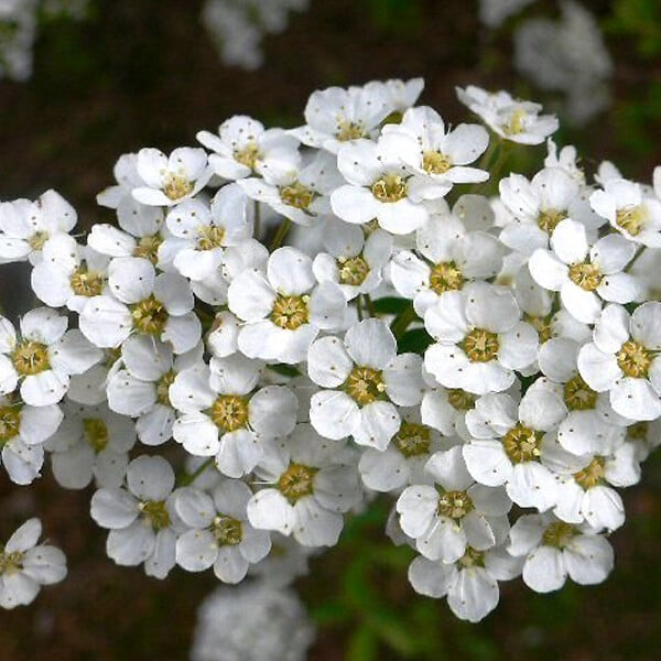 ARBORIX - 2 x Spirée 'Grefsheim' - Spiraea cinerea 'Grefsheim'  - 40-60 cm pot - large
