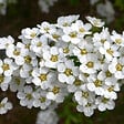 ARBORIX - 2 x Spirée 'Grefsheim' - Spiraea cinerea 'Grefsheim'  - 40-60 cm pot - vignette