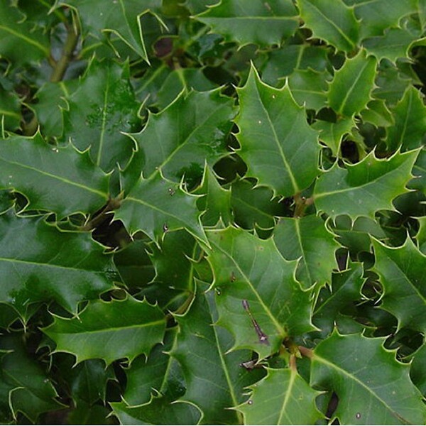 ARBORIX - 2 x Houx commun - Ilex Aquifolium  - 40-60 cm pot - large