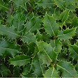 ARBORIX - 2 x Houx commun - Ilex Aquifolium  - 40-60 cm pot - vignette