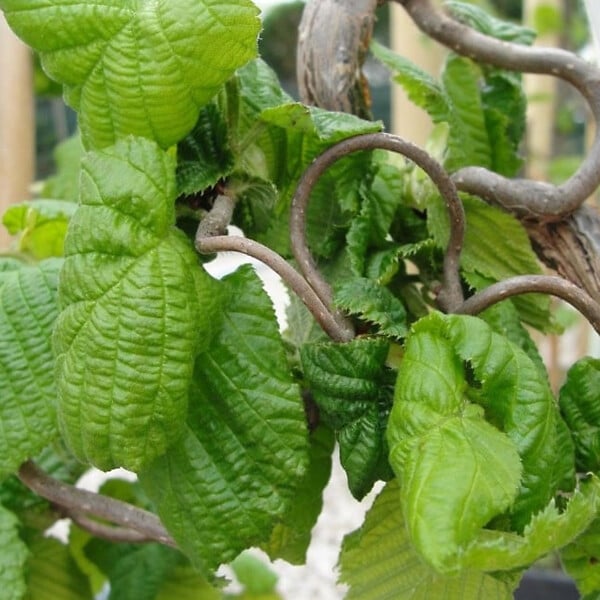 ARBORIX - Noisetier tortueux 'Contorta' - Corylus Avellana 'Contorta'  - 40-60 cm pot - large