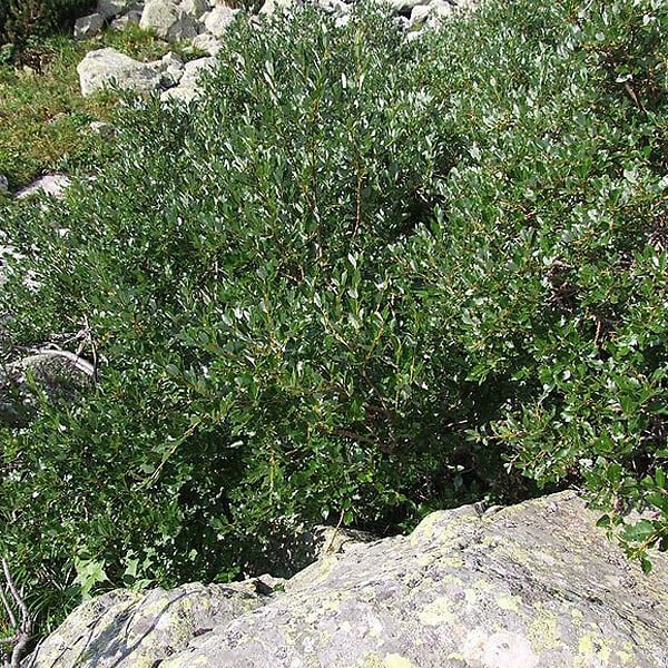 ARBORIX - 2 x Saule suisse - Salix helvetica  - 25-30 cm pot - large