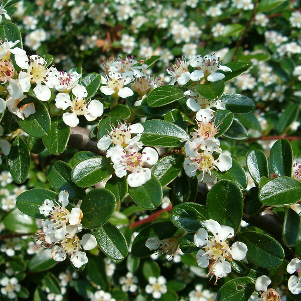 ARBORIX - 2 x Cotonéaster de Dammer - Cotoneaster Dammeri  - 20-30 cm pot - large