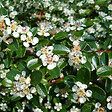 ARBORIX - 2 x Cotonéaster de Dammer - Cotoneaster Dammeri  - 20-30 cm pot - vignette