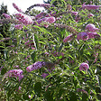 ARBORIX - 2 x Arbre aux papillons - Buddleja davidii 'Peacock'  - 30-40 cm pot - vignette