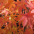 ARBORIX - Érable du Japon 'Orange Dream' - Acer palmatum 'Orange Dream'  - 50-60 cm pot - vignette