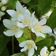 ARBORIX - 2 x Deutzia gracilis - Deutzia Gracilis  - 25-30 cm pot - vignette