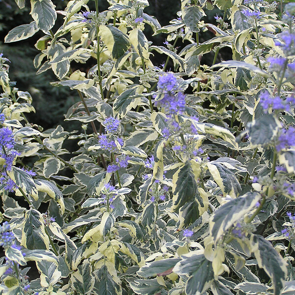 ARBORIX - 2 x Barbe-bleue, Spirée bleue  'White Surprise' - Caryopteris 'White Surprise'  - 30-40 cm pot - large