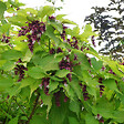 ARBORIX - 2 x Arbre aux faisans - Leycesteria formosa 'Golden Lanterns'  - 40-50 cm pot - vignette