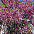 ARBORIX - Arbre de Judée - Cercis Siliquastrum  - 40-50 cm pot - vignette