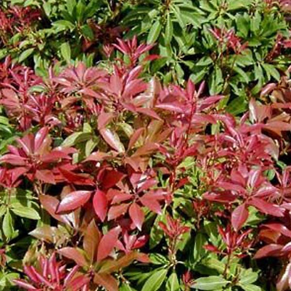 ARBORIX - Andromède du Japon 'Mountain Fire' - Pieris japonica 'Mountain Fire'  - 30-40 cm pot - large