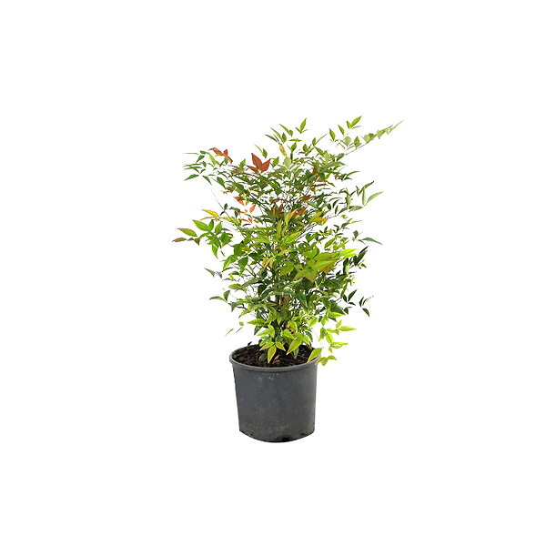 ARBORIX - Bambou sacré - Nandina Domestica  - 60-80 cm pot - large
