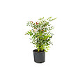 ARBORIX - Bambou sacré - Nandina Domestica  - 60-80 cm pot - vignette