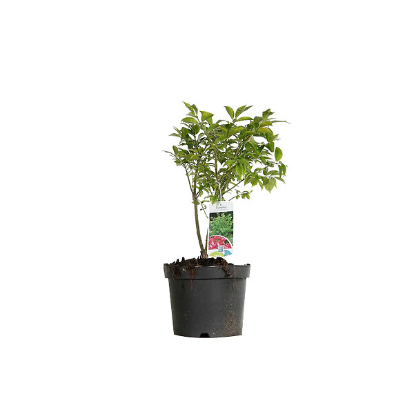 ARBORIX - Fusain ailé 'Compactus' - Euonymus Alatus 'Compactus'  - 30-40 cm pot - large