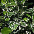 ARBORIX - 2 x Fusain du Japon 'Suzanne' - Euonymus japonicus 'Susan'  - 20-30 cm pot - vignette