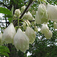 ARBORIX - Arbre aux cloches d'argent - Halesia carolina  - 30-40 cm pot - vignette