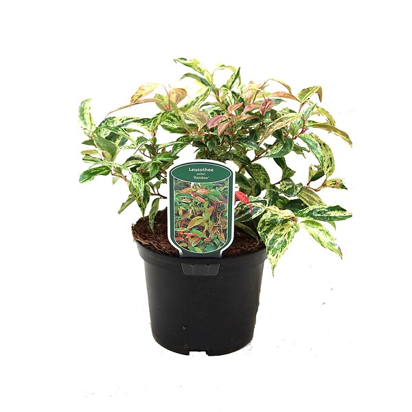 ARBORIX - 2 x Fleur de perle 'Rainbow' - Leucothoe Fontanesiana 'Rainbow'  - 20-30 cm pot - large