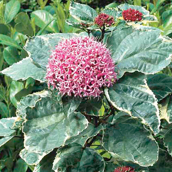 ARBORIX - Clérodendron fétide - Clerodendrum bungei 'Pink Diamond'  - 30-40 cm pot - large