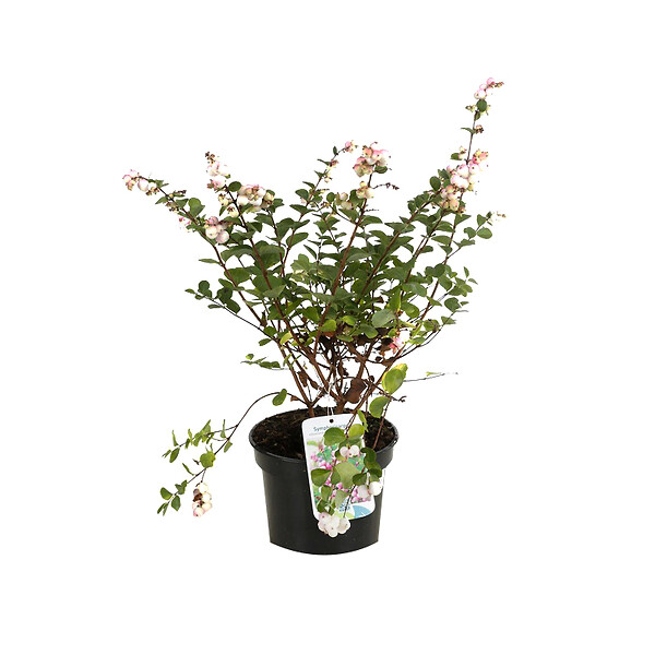 ARBORIX - 2 x Symphorine 'Mother Of Pearl' - Symphoricarpos doorenbos 'Mother Of Pearl'  - 50-60 cm pot - large
