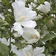 ARBORIX - Mauve en arbre 'William R. Smith' - Hibiscus syriacus 'William Robert Smith'  - 40-60 cm pot - vignette