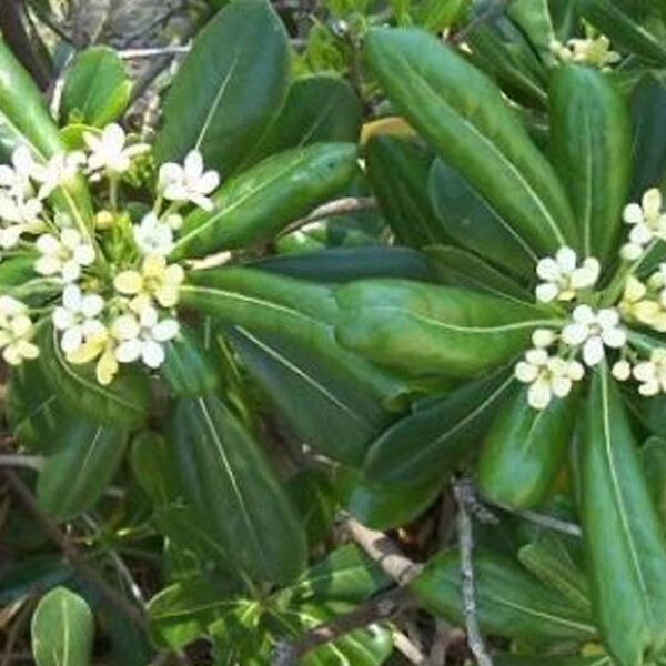 ARBORIX - Pittosporum tobira - Pittosporum Tobira  - 50-60 cm pot - large