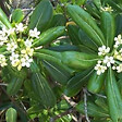 ARBORIX - Pittosporum tobira - Pittosporum Tobira  - 50-60 cm pot - vignette