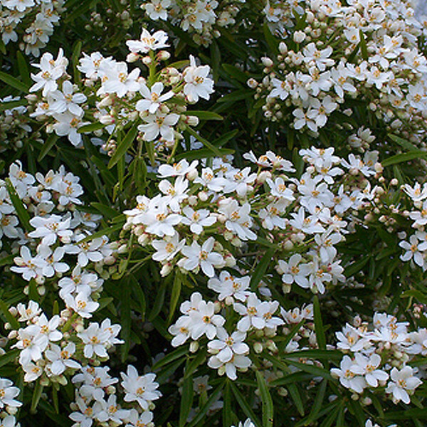 ARBORIX - Oranger du Mexique 'Aztec Pearl' - Choisya 'Aztec Pearl'  - 50-60 cm pot - large